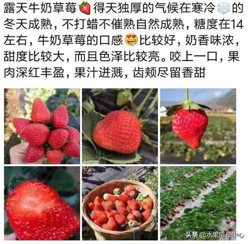 如何才能把自家草莓卖好,你需要这些走心文案