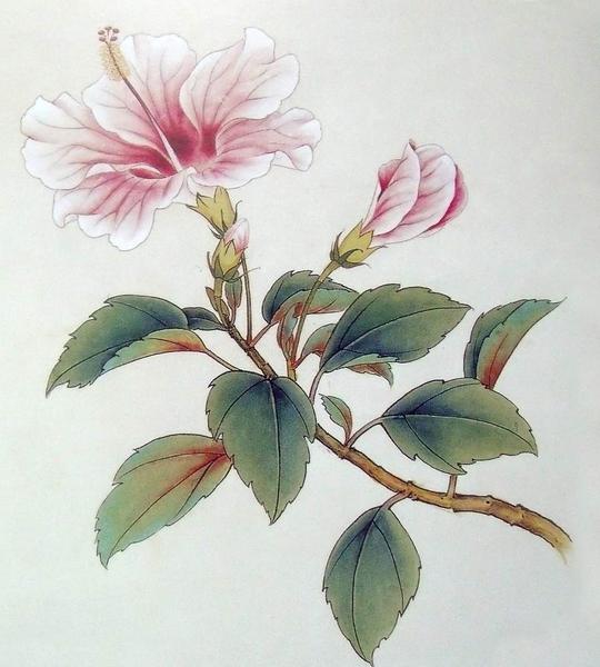 鲜花总有凋谢日宛若"昙花一现"我们需要留住那美好的瞬间工笔画是