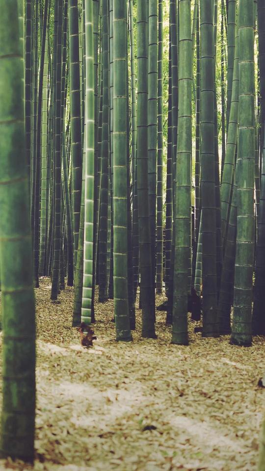 清凉竹林风安卓手机壁纸植物壁纸推荐