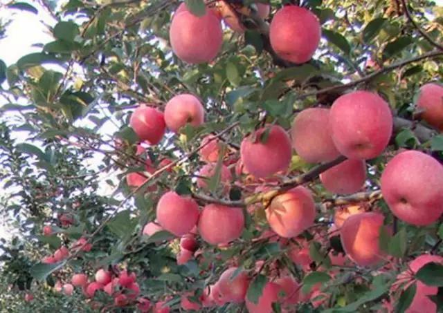 描写枫叶的诗句有哪些杜牧