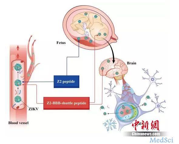 寨卡病毒哪个国家最严重