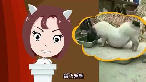 爆笑视频:触摸哥终于找到“女朋友”，成功脱单了!