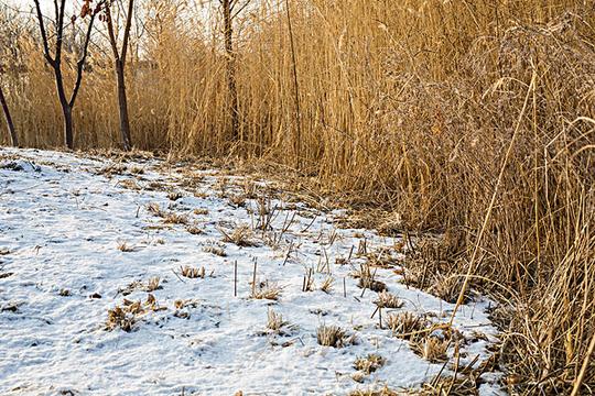 冬日芦苇与雪_图片大全—全景创意图库（quanjing.com）中国领先的正版图片视频素材网站