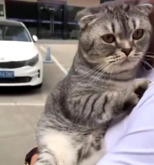 猫咪第一次出门,害怕得躲主人怀里直哆嗦,主人:你是成年猫了