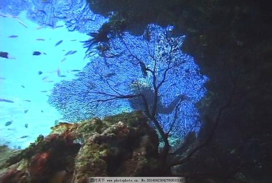 海底海洋生物视频素材模板下载