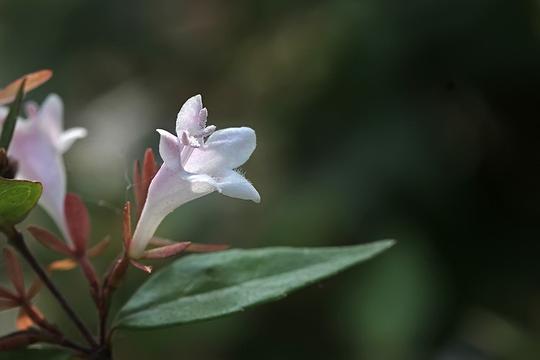 小白花糯米条拍摄练习