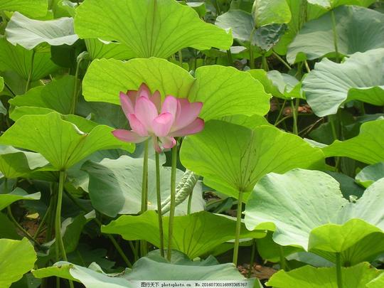 荷塘高清荷塘图片素材下载花朵植物河流荷花莲花