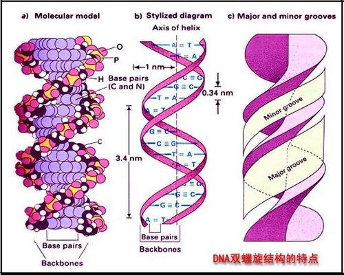 基因诊断:读懂人体遗传密码