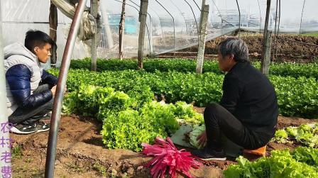 河南种植大棚生菜,今年的生菜到底挣钱不挣钱?听听老菜农怎么说