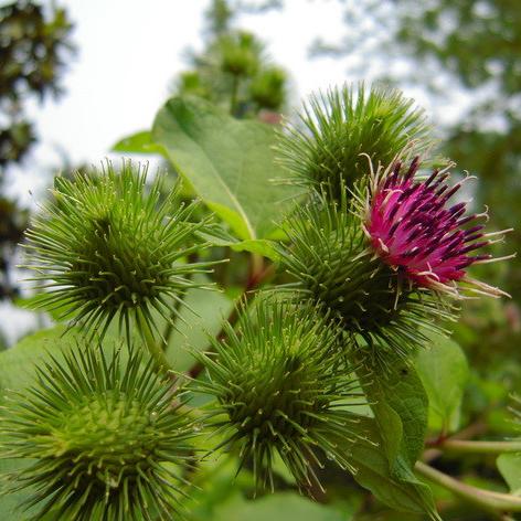 牛蒡花 头条搜索