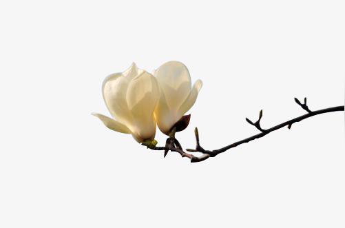 唯美特写观赏白玉兰花儿