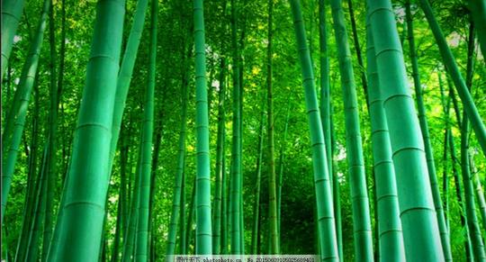 竹子竹林绿色素材绿色背景背景素材屏幕背景视频多媒体