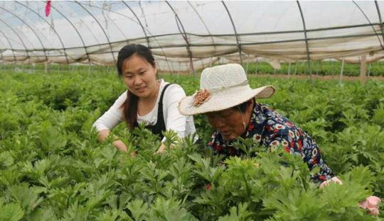 西洋芹滞销临沭大学生村官拉母亲街头摆摊帮农户卖菜
