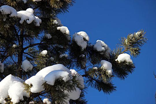 冬季_雪_影_图片大全—全景创意图库（quanjing.com）中国领先的正版图片视频素材网站