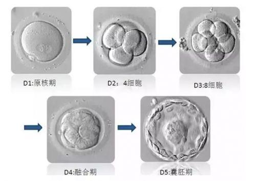 冻胚与囊胚有什么样的区别