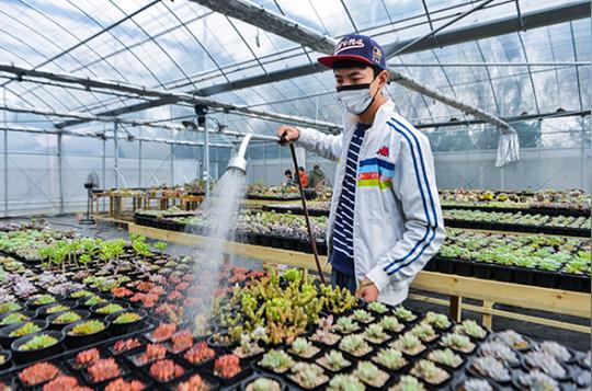 浙江慈溪:大学生创业办起"多肉植物大棚"-中国搜索头条