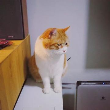 一只黄色猫咪坐在坐垫上gif图片