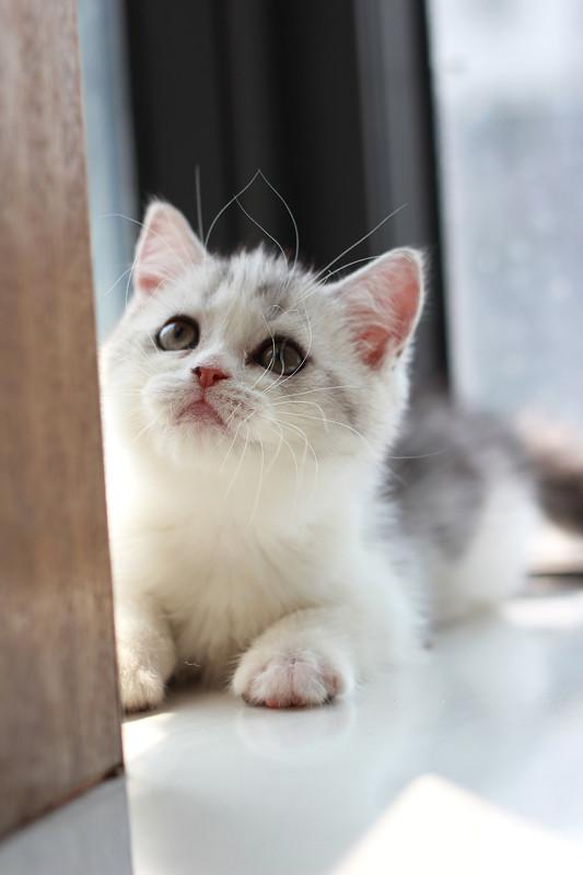 可爱的英短猫咪们,喜欢吗!