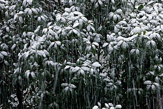 下雪_图片大全—全景创意图库（quanjing.com）中国领先的正版图片视频素材网站