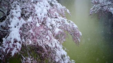 b2392k画质红色梅花冬天下雪雪景唯美空镜头梅花花朵上的雪花积雪雪花飘落冰雪奇缘儿童晚会公司你年会春晚晚会节目大屏幕舞台led背景视频素材