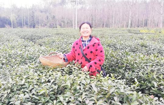 种茶叶赚钱