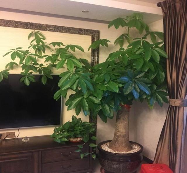 以下哪种植物不适合长期摆放卧室