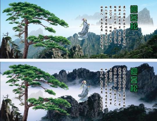 黄山迎客松高清图片