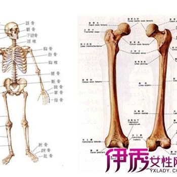 人体部位名称介绍 头条搜索