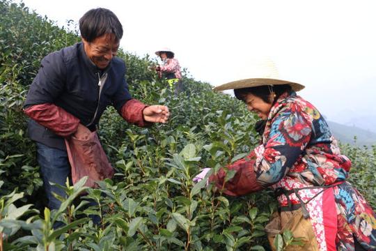 武义县壶山街道正新屋村茶农潘国华,陈芳芝夫妇说,他们种植茶叶已经有