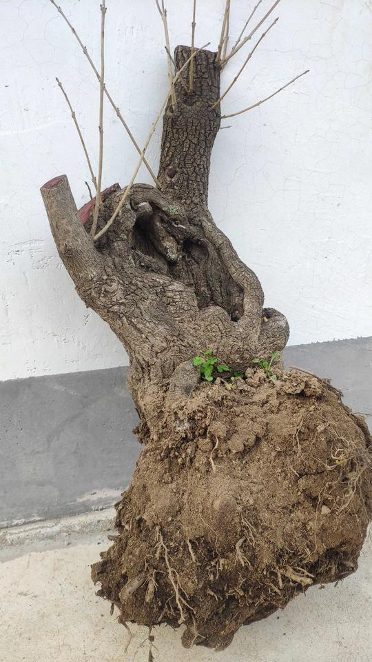 流苏下山桩盆景素材牛劲桩嫁接桂花神器