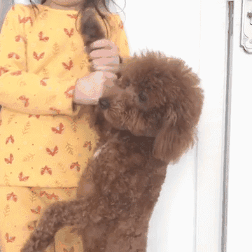 泰迪小色狗搞笑可爱萌萌哒gif