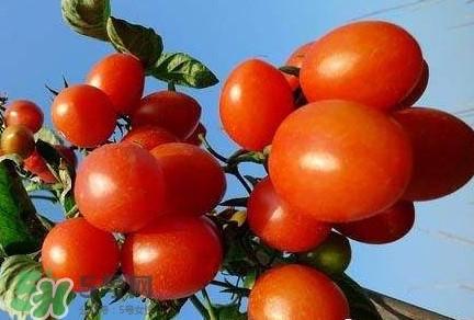 怀孕能吃圣女果吗早期