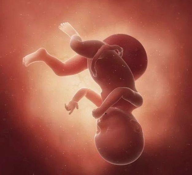 25周的胎儿有多大图片图片