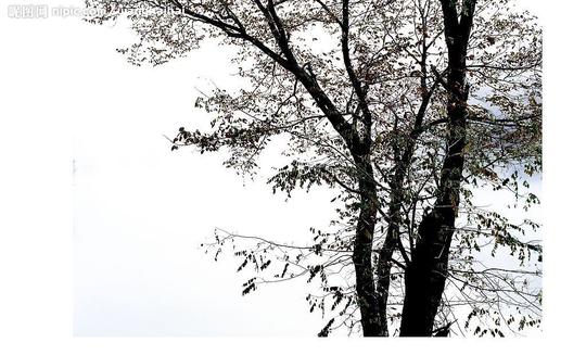 房地产树木配景，高精度房地产配景素材图片