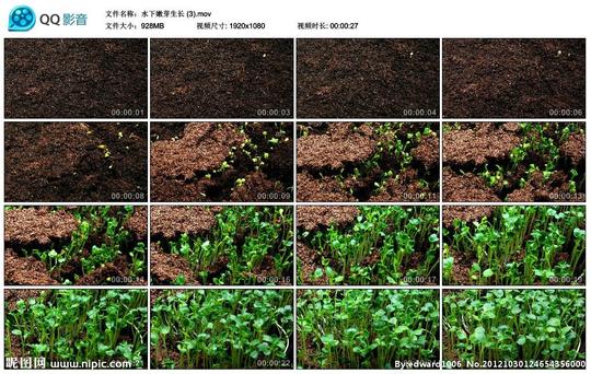 植物绿植生长高清实拍视频素材