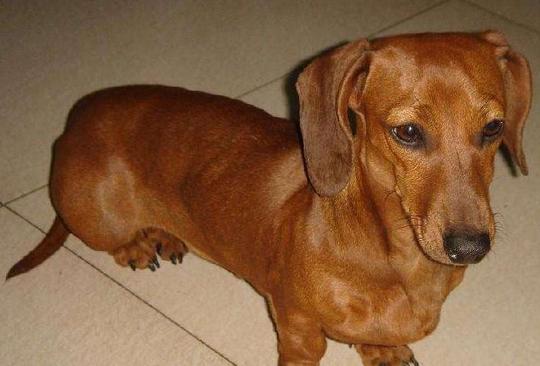 名字源于德国的腊肠犬，是一种长身短腿的猎犬，原意思是“獾狗”