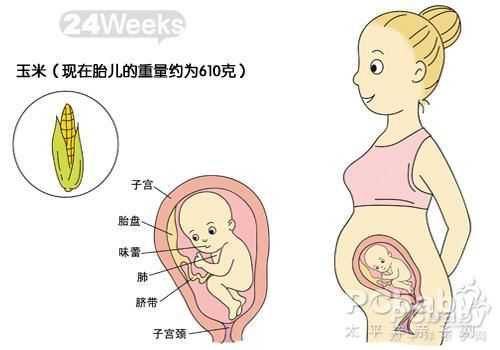 怀孕八个月胎儿图