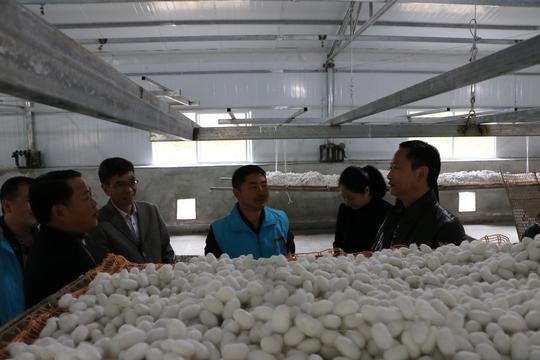 种桑养蚕基地调研现场