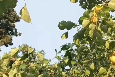 “果实累累”是不是成语？