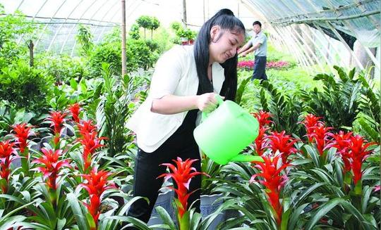 湖北竹山农民返乡创业投资百万建花卉大棚_各