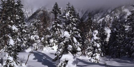 雪地上的松树林-素材公社tooopen.com
