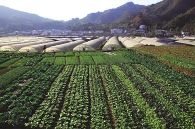 青川县孔溪乡青峰村坚持走特色产业致富的道路,目前已建成大棚