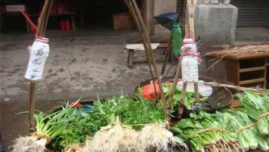 创业新路径无人售菜摊卖菜全靠自觉放钱钱竟然分毫不差