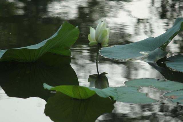 关于立秋的诗句有哪些诗