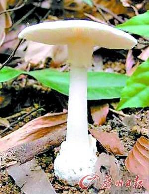 市民采回野蘑菇煲汤喝致全家8口中毒