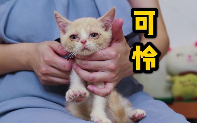 猫咪是怎么发出呼噜声的