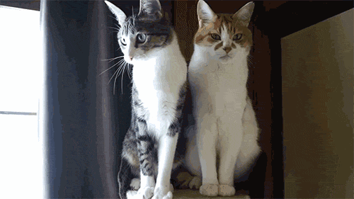 壁纸动物猫猫咪小猫桌面500_281gif动态图动图