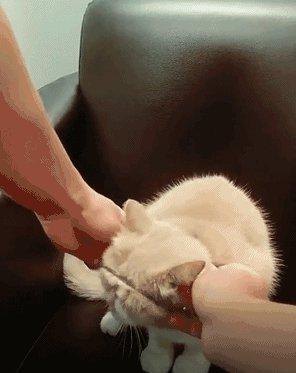 抖音刷屏的给猫戴"金箍",其实是它痛苦的挣扎!