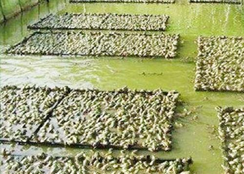 农业种植加盟项目青丰九号青蛙养殖带你一起创业致富