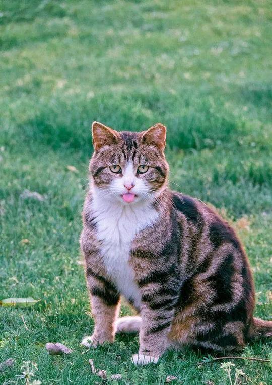 壁纸动物虎老虎猫猫咪小猫桌面640_907竖版竖屏手机